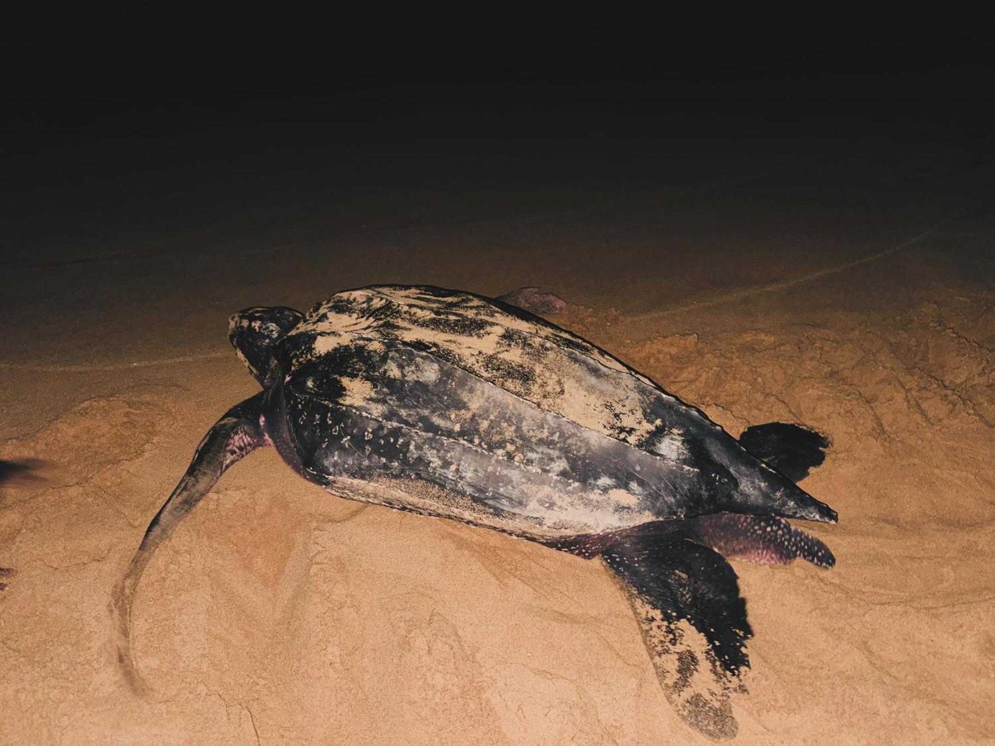 Shine Wave Turtle Beach Тангалле Екстер'єр фото