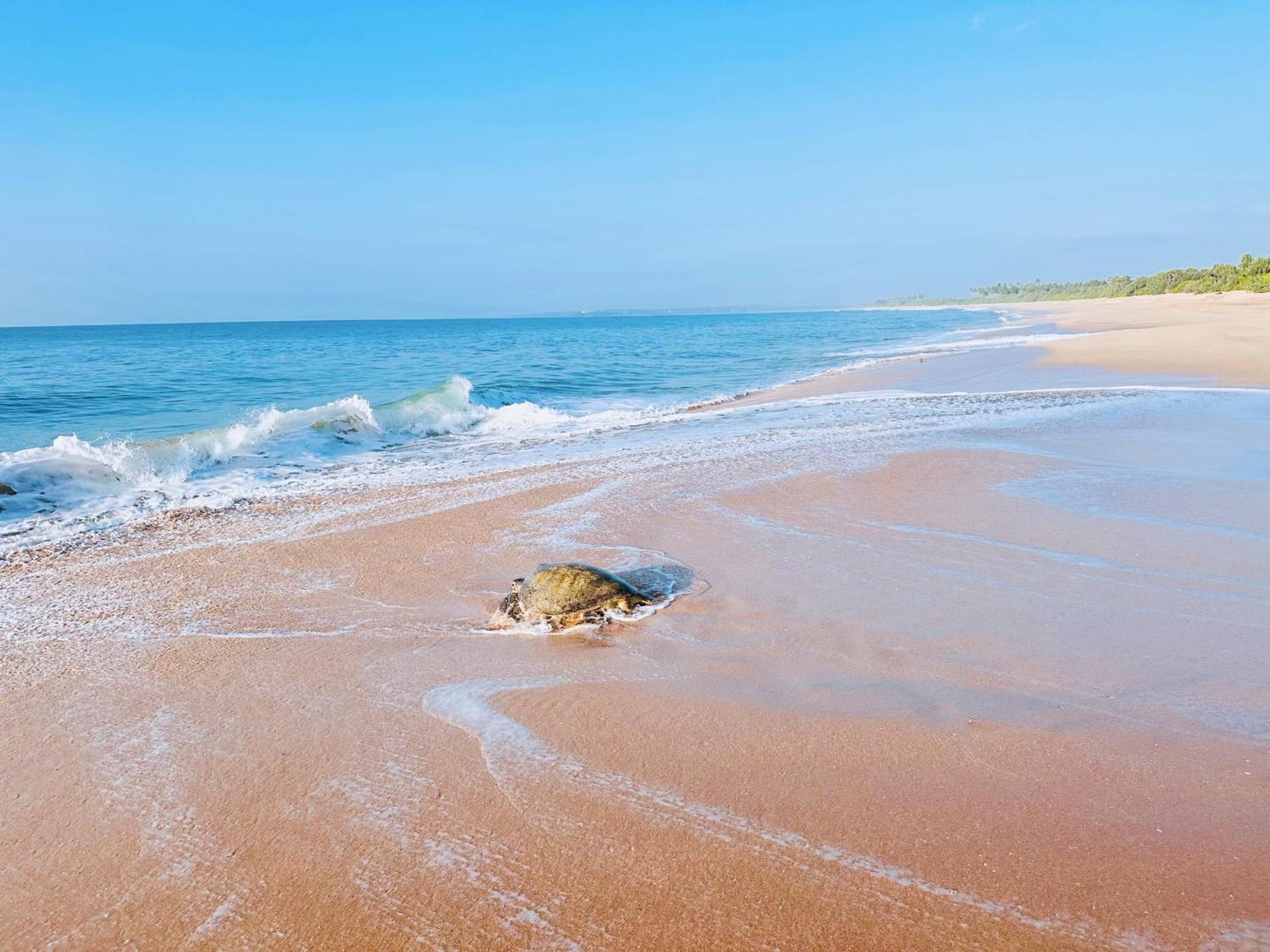 Shine Wave Turtle Beach Тангалле Екстер'єр фото
